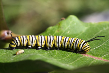 Monarch Butterfly Caterpillar