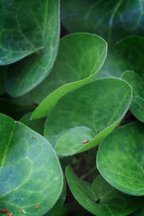 Fototapeta premium fresh green leaves