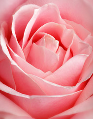Pink Rose, Close Up