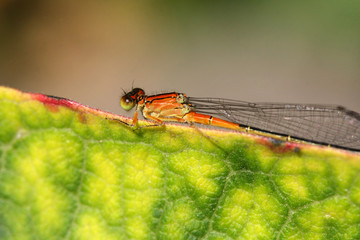 Citrine Forktail Damselfly Ischnura hastata