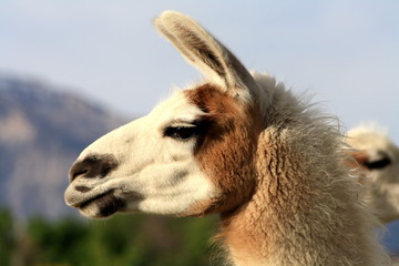 llama © jdawg316