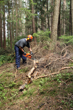 Waldarbeit