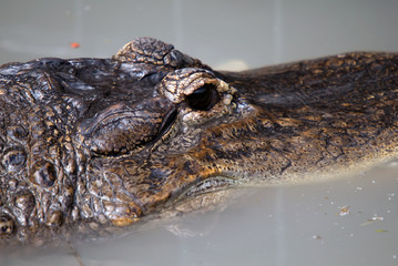 Crocodile head