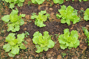 Vegetables Growing In A Farm
