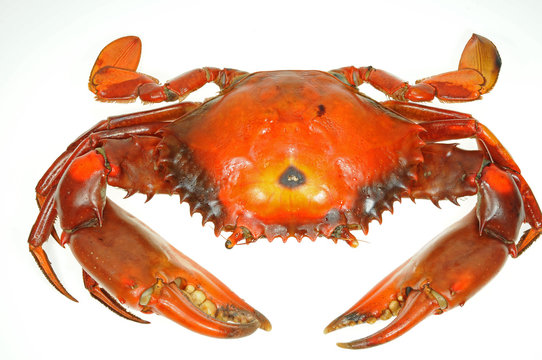 Steamed Crab On White Background