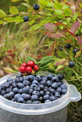 Blueberry harvest time