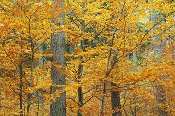 Autumn in forest