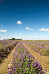 Fototapeta na wymiar Dutch landscape with Lavender