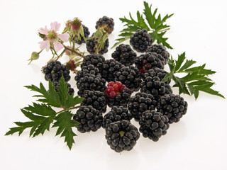 wild blackberries with bloom