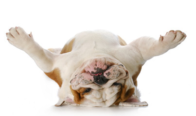 Fototapeta dog laying on his back obraz