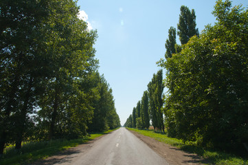 road in tree