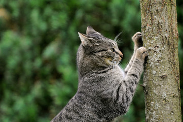 Katze am Kratzen