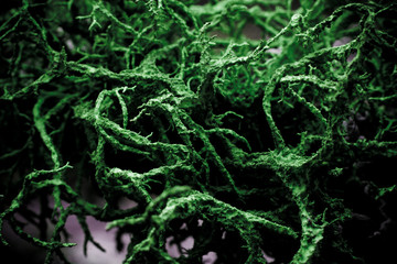 creative close-up of a lichen in the forest 2
