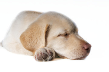 Süsser, schlafender Labrador  Welpe
