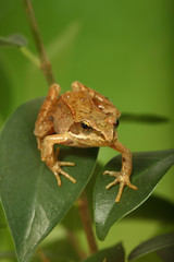 Frosch