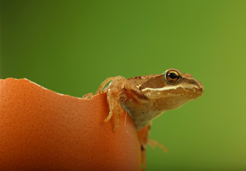 Frosch