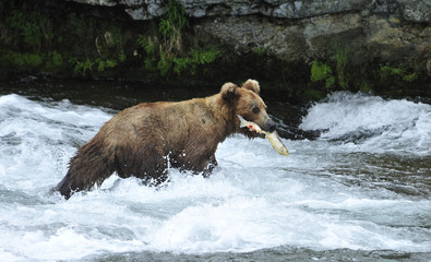 Grizzly bear on hunt