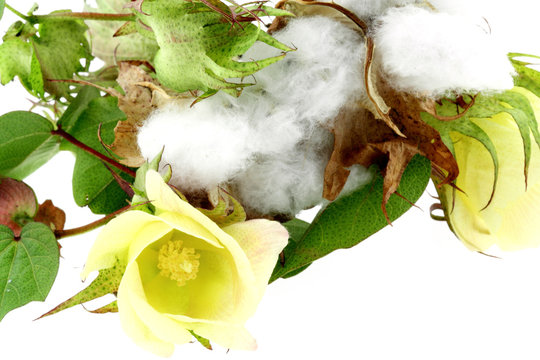 fleurs de cotonnier, fond blanc