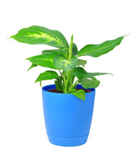 dieffenbachia plant in pot isolated on white background