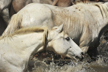 chevaux camargues &agrave; l'eau