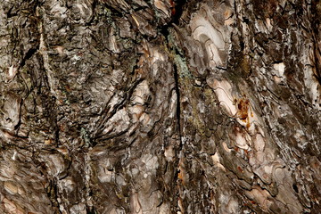 Close-up d'un tronc d'arbre