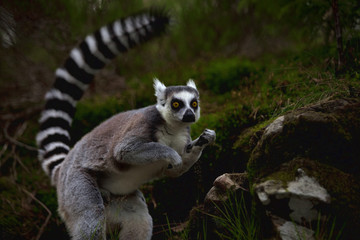 Fototapeta premium Lemur