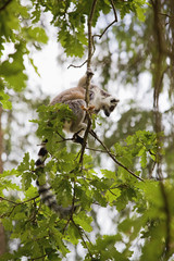 Lemur