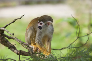 Fototapeta premium Common squirrel monkey
