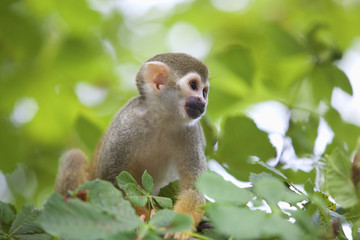 Common squirrel monkey