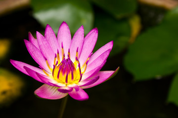 Lotus