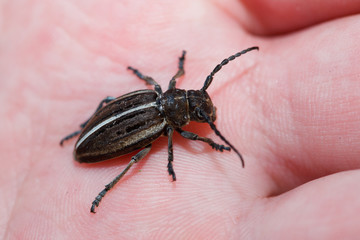 Dorcadion holosericeum, borer, Capricorn beetle, mahseer