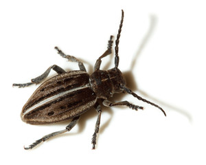 Dorcadion holosericeum, borer, Capricorn beetle, mahseer