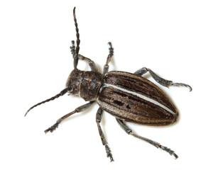 Dorcadion holosericeum, borer, Capricorn beetle, mahseer