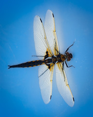 Libellula quadrimaculata, Four-spotted Chaser