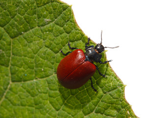 Chrysomela populi, Melasoma, red poplar leaf beetle, leaf-cuttin