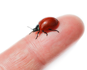 Chrysomela populi, Melasoma, red poplar leaf beetle, leaf-cuttin