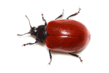 Chrysomela populi, Melasoma, red poplar leaf beetle, leaf-cuttin