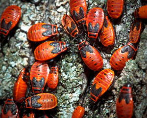 Pyrrhocoris apterus, Fire bug, red soldier bug, Firebug