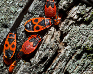 Pyrrhocoris apterus, Fire bug, red soldier bug, Firebug
