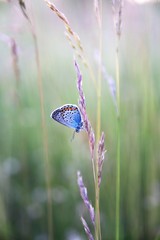 motyl © Edyta Żołędzka