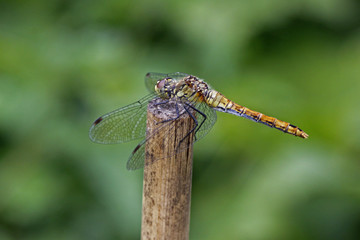 Sympetrum, Heidelibelle - Darter dragonfly