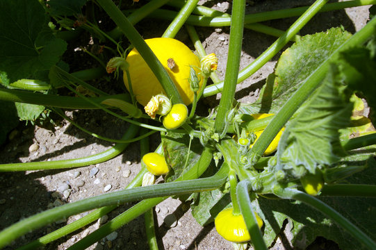 Plant de p&acirc;tisson jaune.
