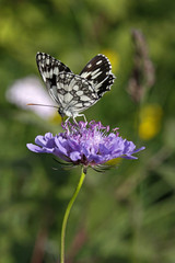 Melanargia galathea, Schachbrett - Marbled White