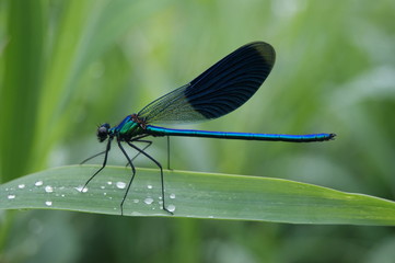 Ważka na liściu trawy © djricki