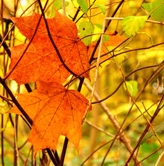 Ahornblätter im Herbst