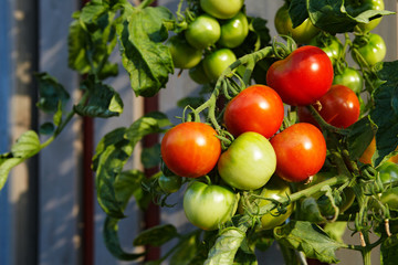 vine tomatoes on the balcony, horizontal