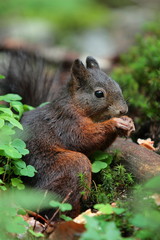 scoiattolo foresta nera germania