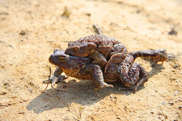 Two  brown frogs (rana temporaria) in the mating season