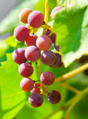 grapes vine