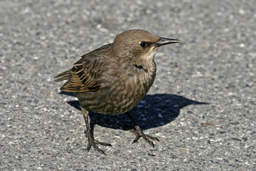Star, Sturnus vulgaris, Starling